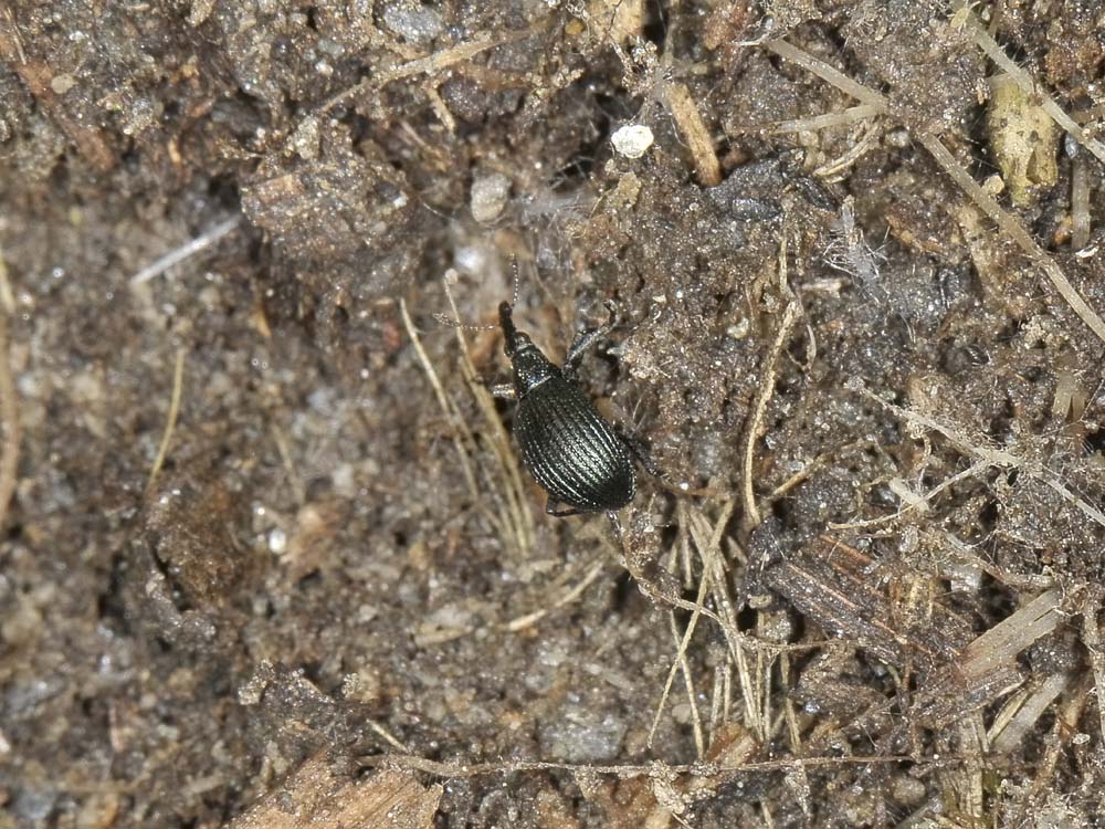 Apionidae?